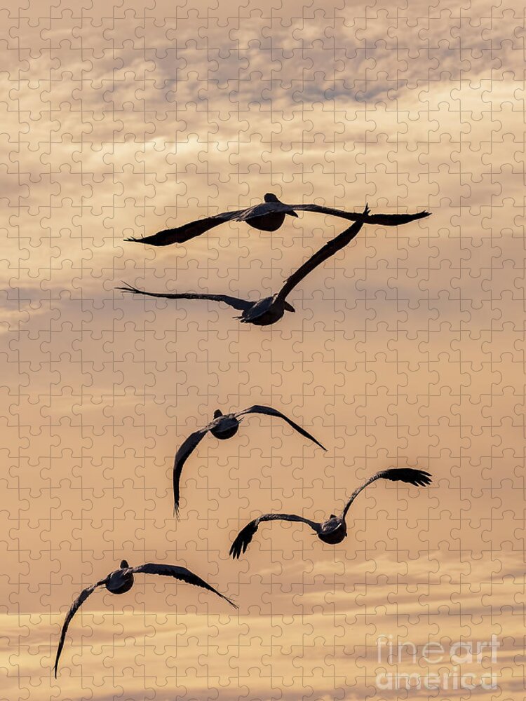 Pelican Jigsaw Puzzle featuring the photograph Pelican Silouette by Jim Chamberlain