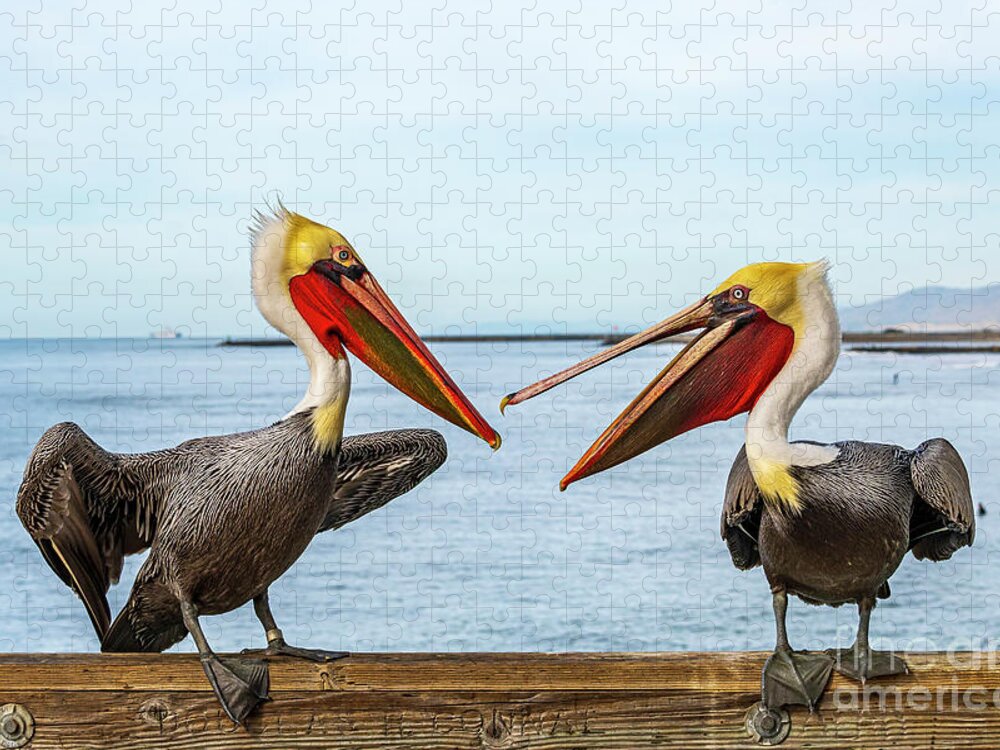 Pelicans Jigsaw Puzzle featuring the photograph Pelicans on the Oceanside Pier by Rich Cruse