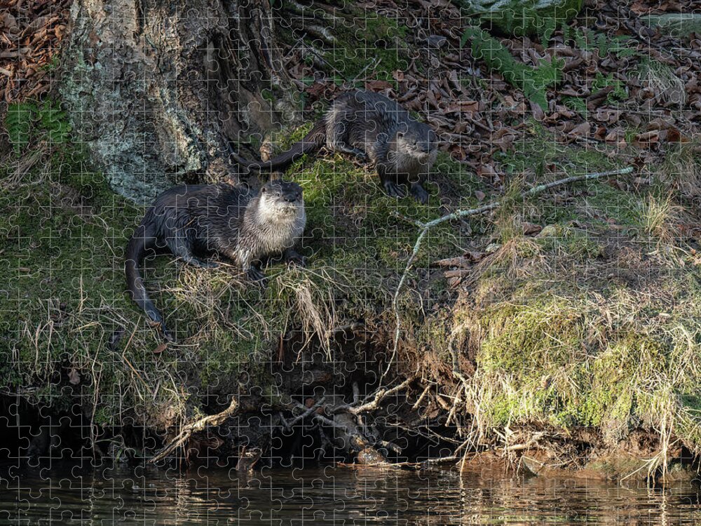 River Jigsaw Puzzle featuring the photograph Pennsylvania River Otters by Wade Aiken