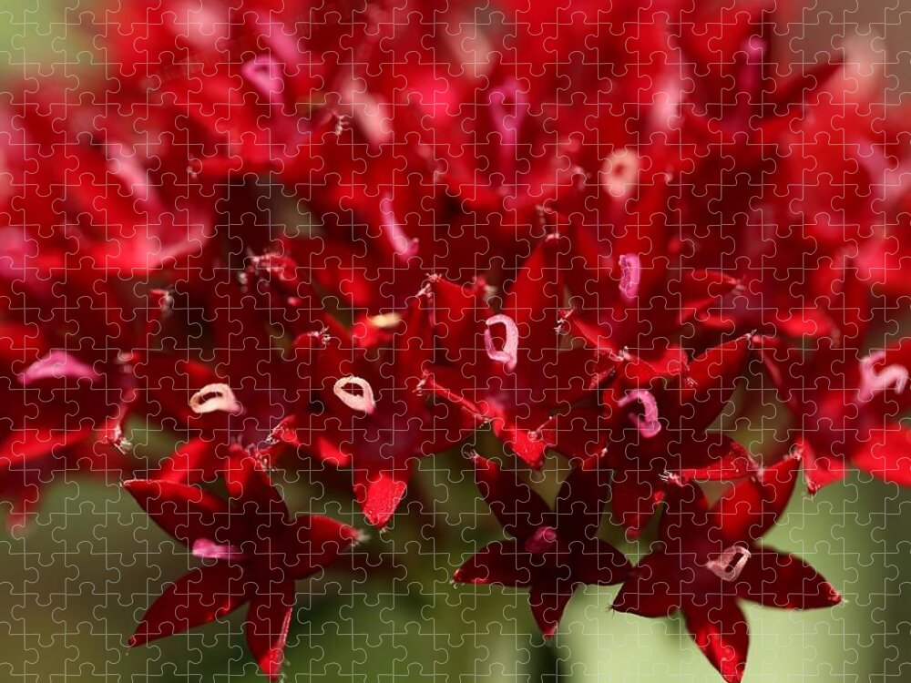 Penta Flower Jigsaw Puzzle featuring the photograph Red Penta Flowers by Mingming Jiang