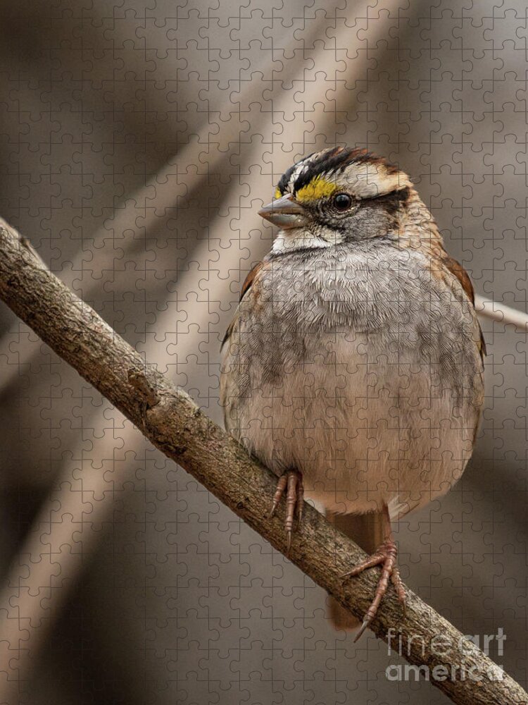 Sparrow Jigsaw Puzzle featuring the photograph Perched III by Alyssa Tumale
