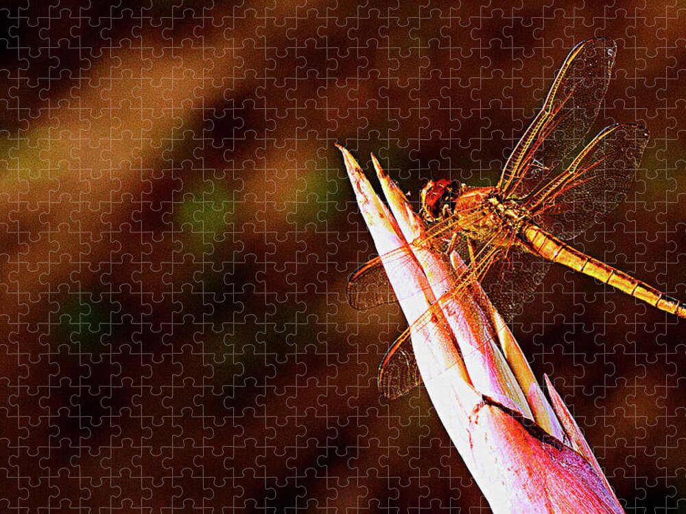 Dragonfly Jigsaw Puzzle featuring the photograph Perching Dragon by Bill Barber