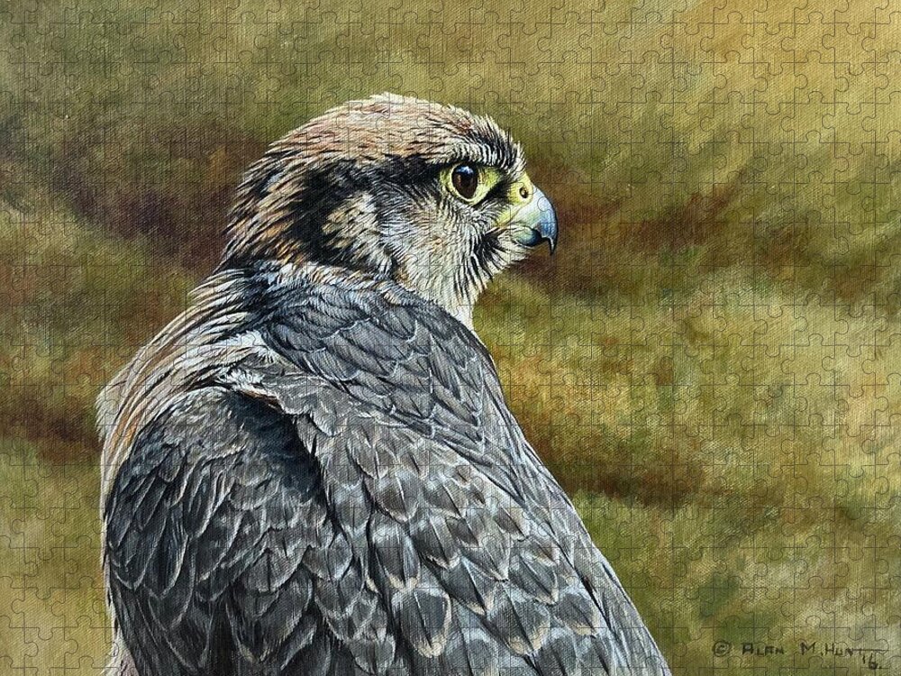 Peregrine Jigsaw Puzzle featuring the painting Peregrine Falcon Study by Alan M Hunt