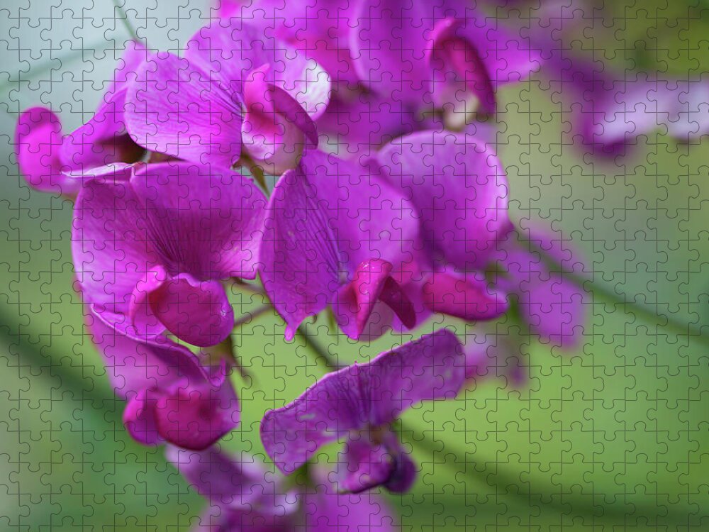 Pea Jigsaw Puzzle featuring the photograph Perennial Pea_6650 by Rocco Leone
