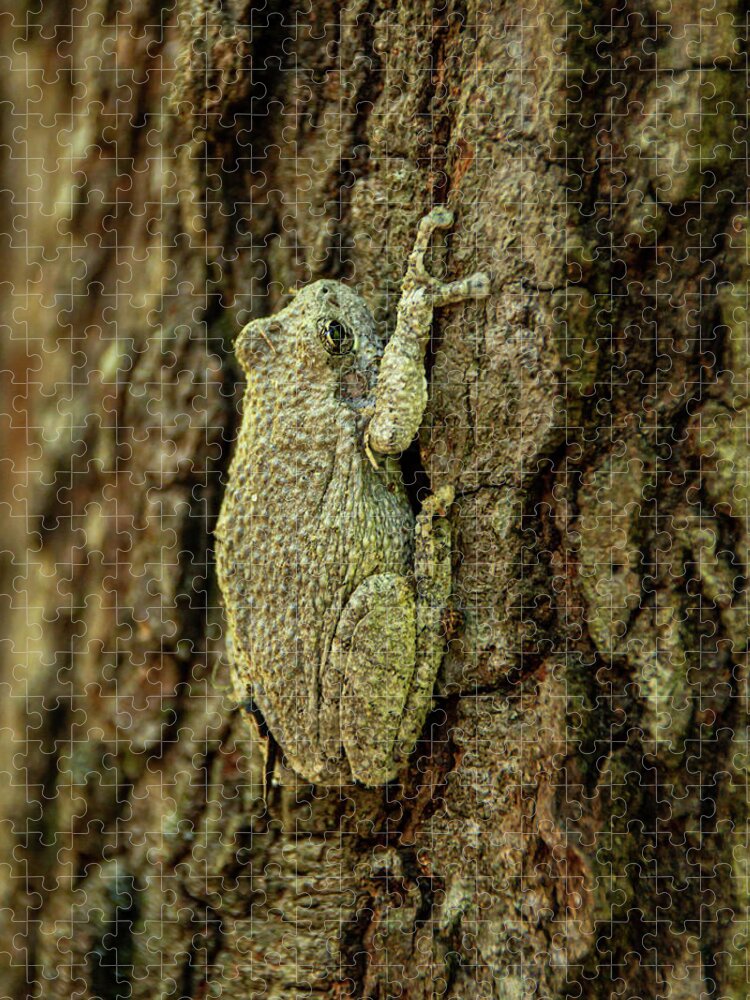America Jigsaw Puzzle featuring the photograph Perfect Camouflage Gray Treefrog by Kristia Adams