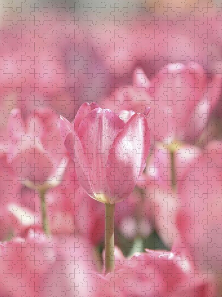 Nature Jigsaw Puzzle featuring the photograph Perfectly Pink by Lens Art Photography By Larry Trager
