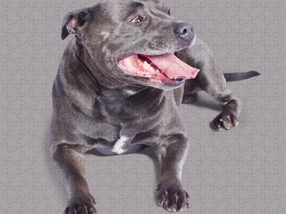 Staffordshire Jigsaw Puzzle featuring the photograph Pet Staffordshire Terrier dog by Jorgo Photography
