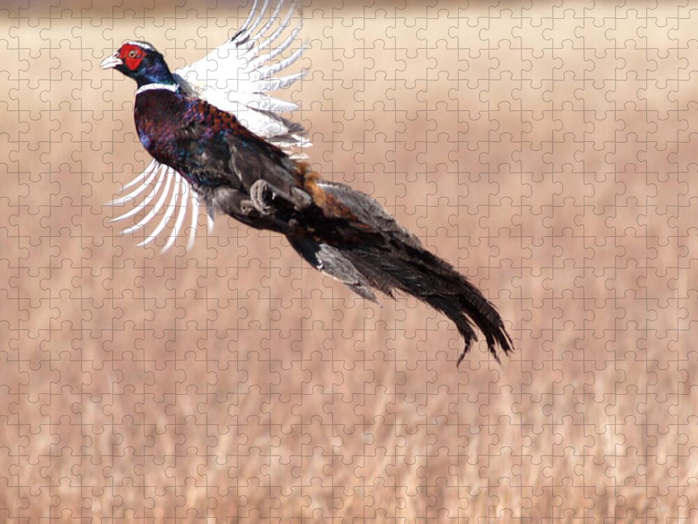 Richard E Porter Jigsaw Puzzle featuring the photograph Pheasant Flying, Floyd County, Texas by Richard Porter