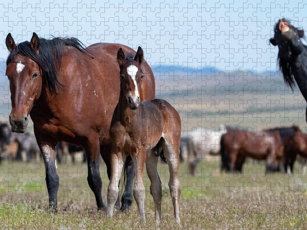 Wild Horses Jigsaw Puzzle featuring the photograph Photo Bomb by Mary Hone