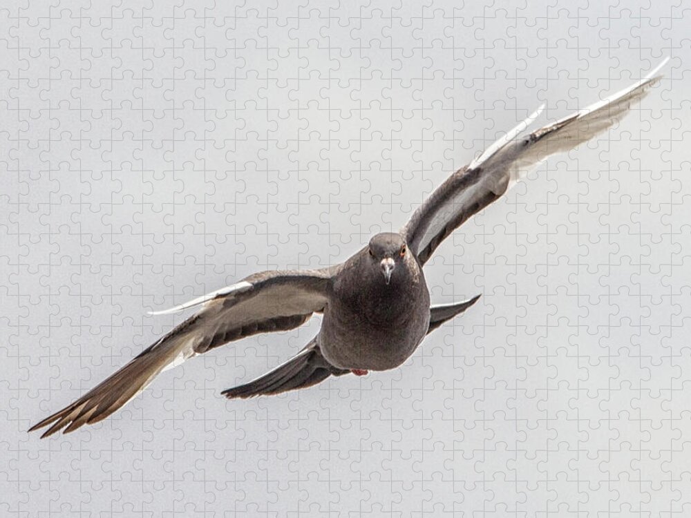 Pigeon In Flight Jigsaw Puzzle featuring the photograph Pigeon in Flight by Bob Decker