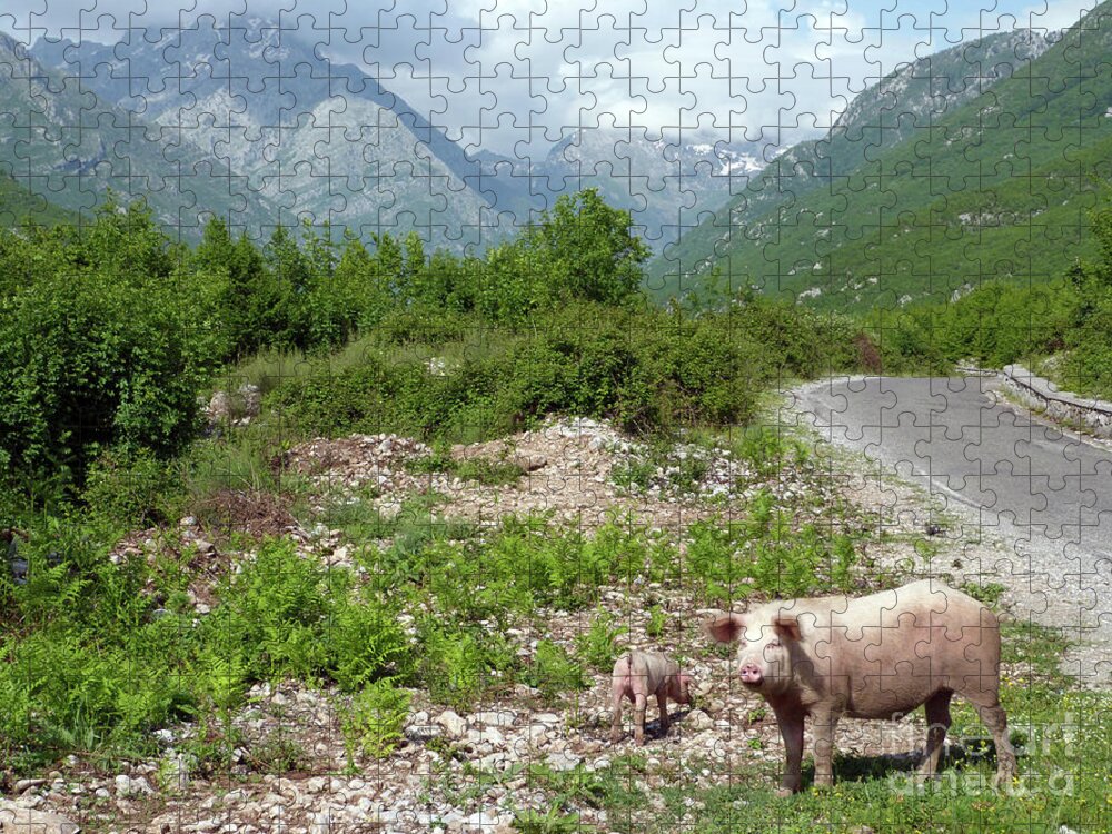 Theth Jigsaw Puzzle featuring the photograph Pigs by the road to Theth - Albania by Phil Banks