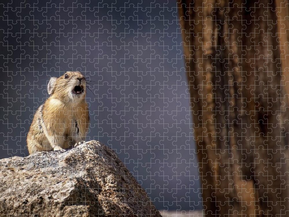  Jigsaw Puzzle featuring the photograph Pika song by Laura Terriere
