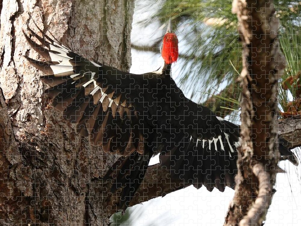 Pileated Woodpecker Jigsaw Puzzle featuring the photograph Pileated Woodpecker 2 by Mingming Jiang
