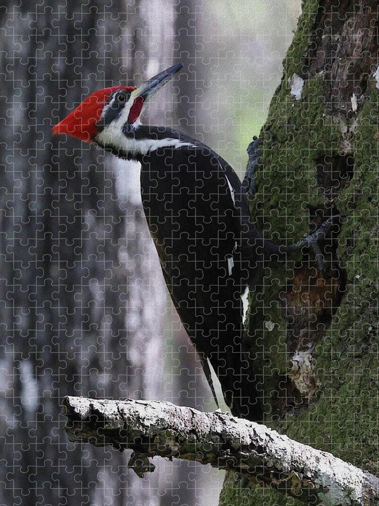 Pileated Woodpecker Jigsaw Puzzle featuring the photograph Pileated Woodpecker 4 by Mingming Jiang