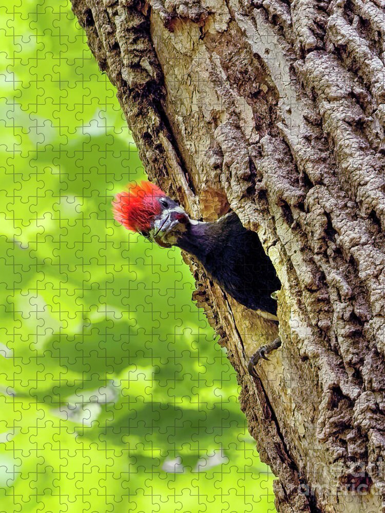 Pileated Woodpecker Chick Jigsaw Puzzle featuring the photograph Pileated Woodpecker Chick by Sandra Rust