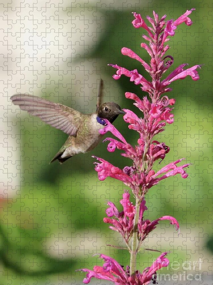 Hummingbird Jigsaw Puzzle featuring the photograph Pink Agastache Hummingbird by Carol Groenen