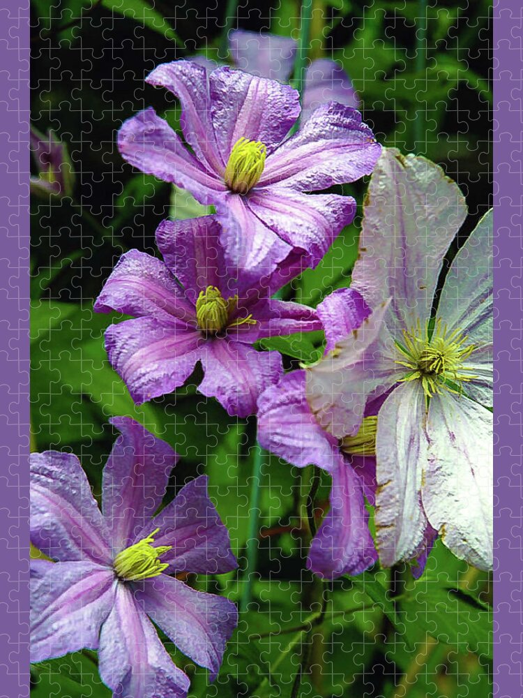 Clematis Jigsaw Puzzle featuring the photograph Pink and white Clematis Flowers Photograph by Louis Dallara