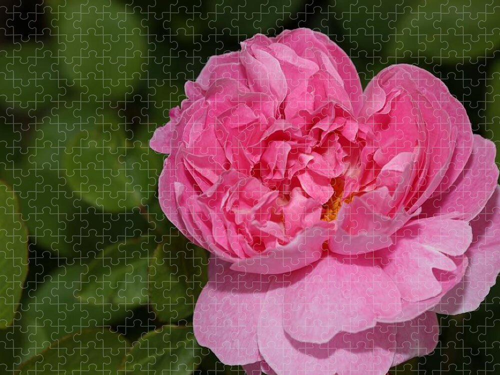 Rose Jigsaw Puzzle featuring the photograph Pink Beauty II by Mingming Jiang