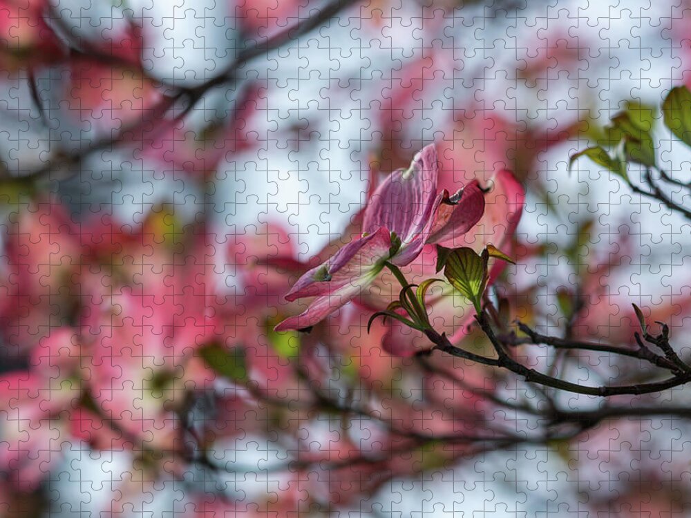 Dogwood Jigsaw Puzzle featuring the photograph Pink Beauty by Liz Albro