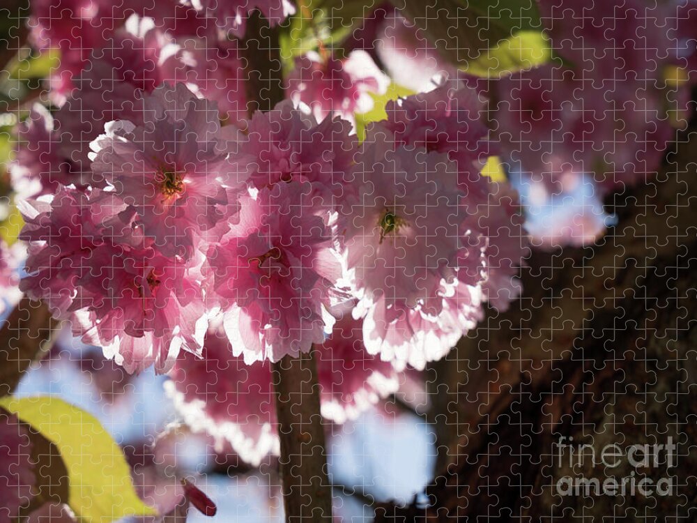 Pink Flowers Jigsaw Puzzle featuring the photograph Pink blossoms of ornamental cherry and sunlight 5 by Adriana Mueller