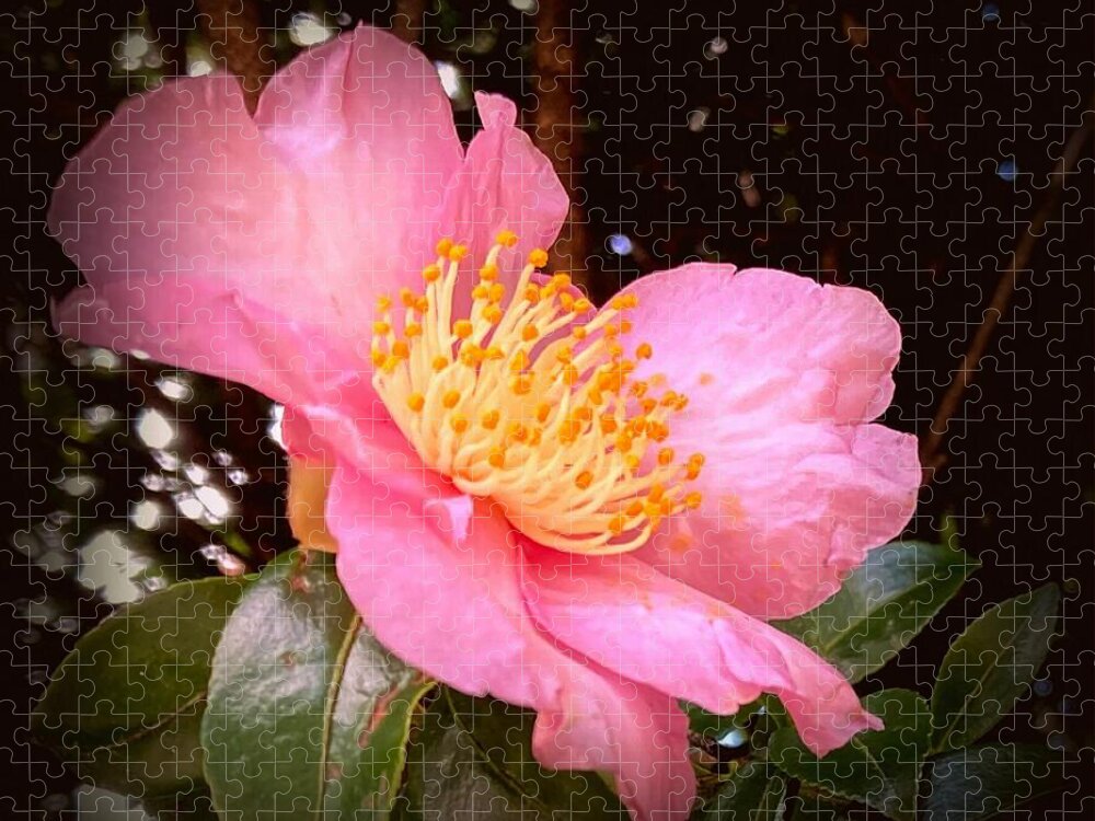 Pink Jigsaw Puzzle featuring the photograph Pink Camellia Aglow by VIVA Anderson