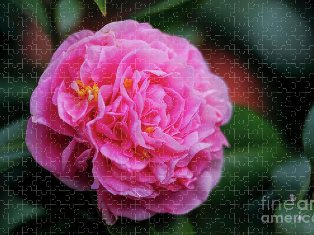Pink Camellia Jigsaw Puzzle featuring the photograph Pink Camellia by Felix Lai