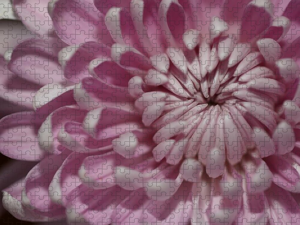 Chrysanthemum Jigsaw Puzzle featuring the photograph Pink Chrysanthemum by Mingming Jiang