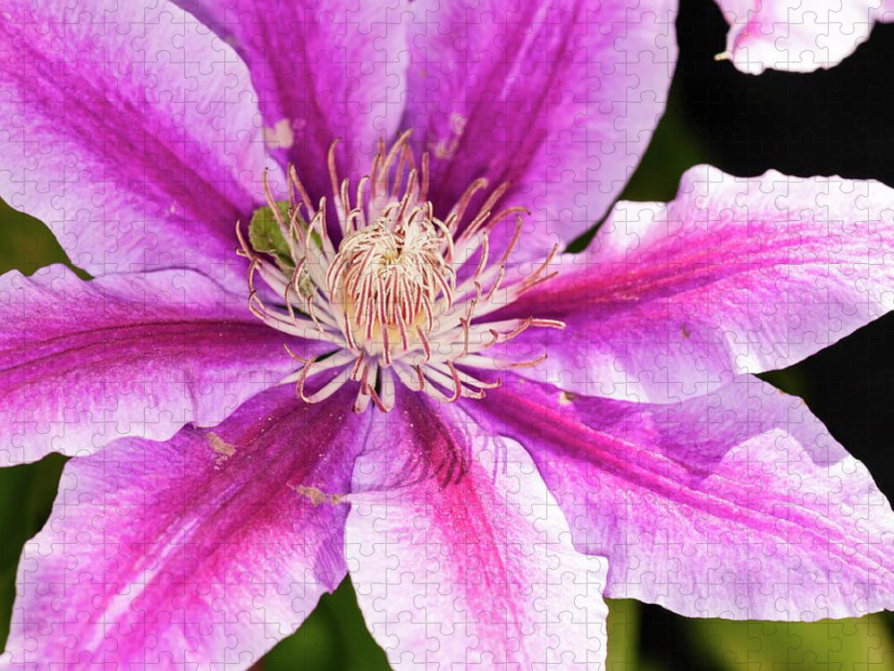 Clematis Jigsaw Puzzle featuring the photograph Pink Clematis Flower Photograph by Louis Dallara