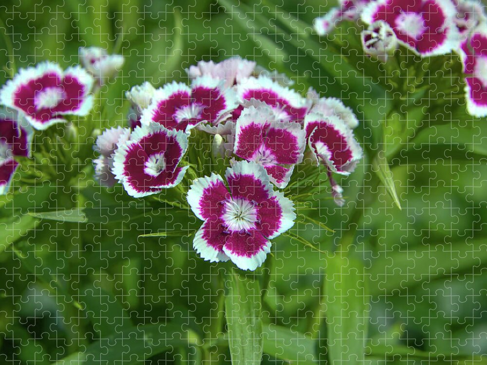 Bloom Jigsaw Puzzle featuring the photograph Pink Dianthus by Loyd Towe Photography