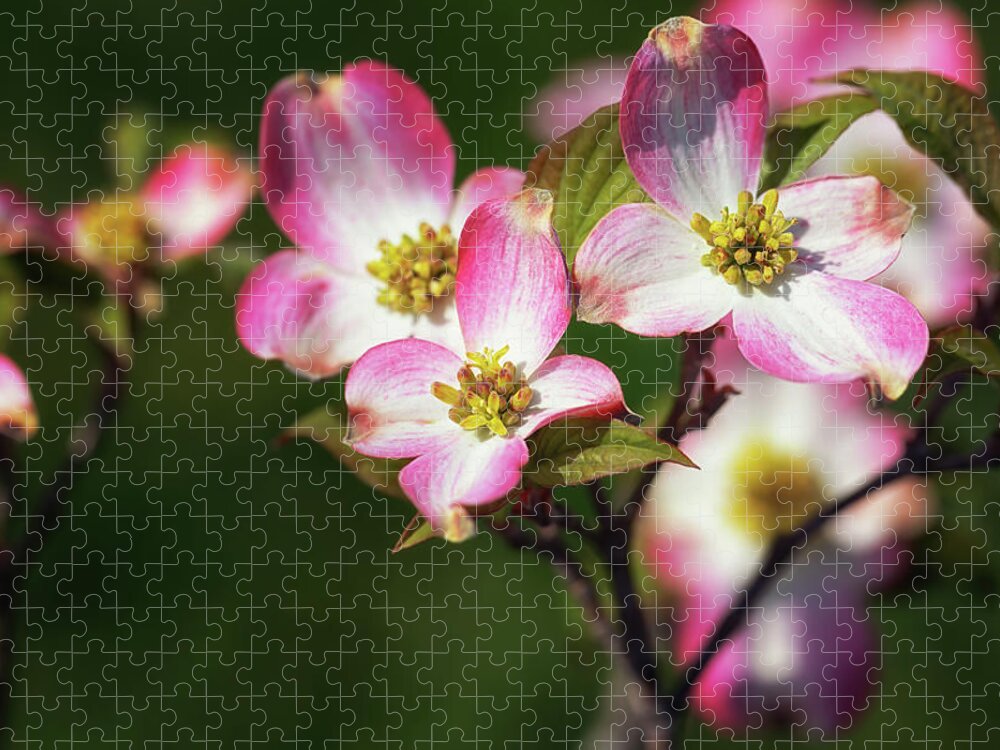 Pink Dogwood Jigsaw Puzzle featuring the photograph Pink Dogwood Blossoms by Susan Rissi Tregoning