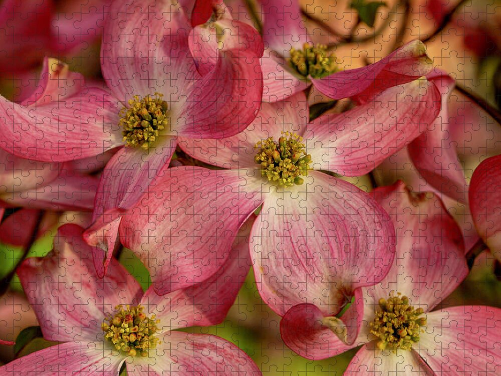 Dogwoods Jigsaw Puzzle featuring the photograph Pink Dogwoods by Lynn Hopwood