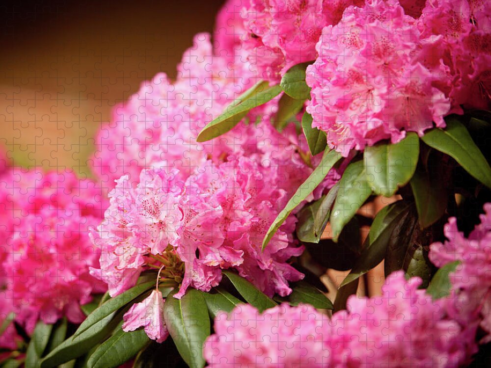 Flowers Jigsaw Puzzle featuring the photograph Pink Flower Clusters by Rich S