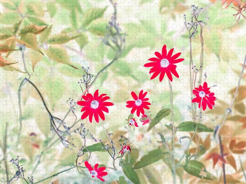 Flowers Jigsaw Puzzle featuring the photograph Happy Red Daisies by Missy Joy