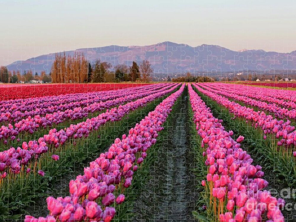 Tulips Jigsaw Puzzle featuring the photograph Pink Glowing Tulips Field by Carol Groenen