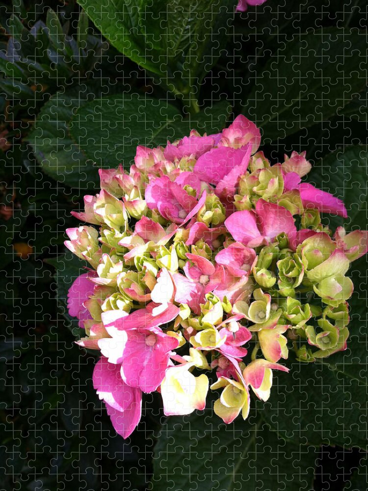 Summer Jigsaw Puzzle featuring the painting Pink Hydrangea by Juliette Becker