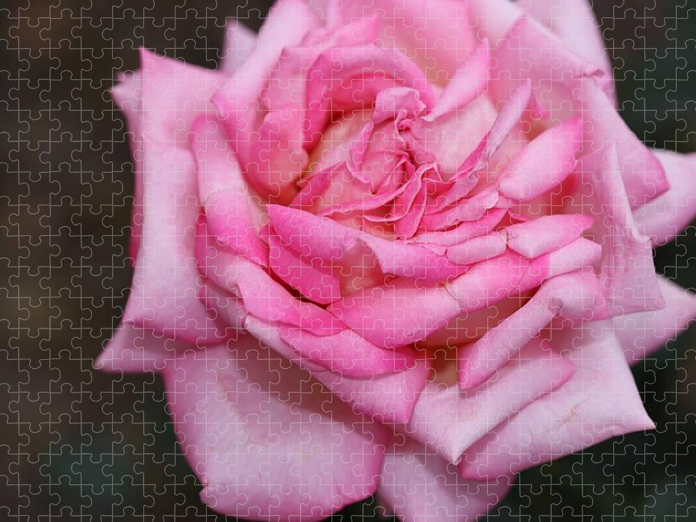 Rose Jigsaw Puzzle featuring the photograph Pink Layers by Mingming Jiang