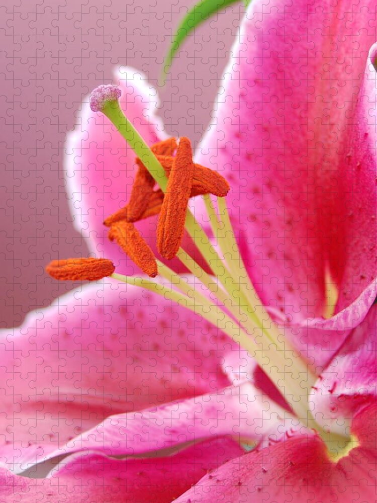 Lily Jigsaw Puzzle featuring the photograph Pink Lily 5 by Amy Fose
