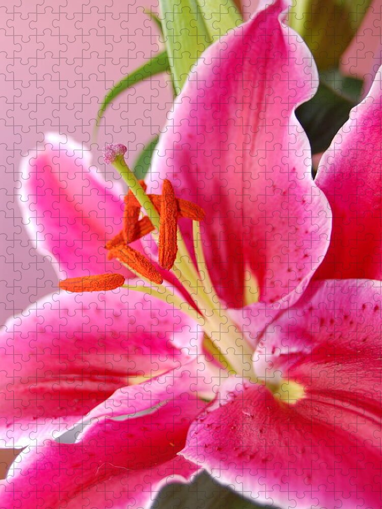 Lily Jigsaw Puzzle featuring the photograph Pink Lily 7 by Amy Fose