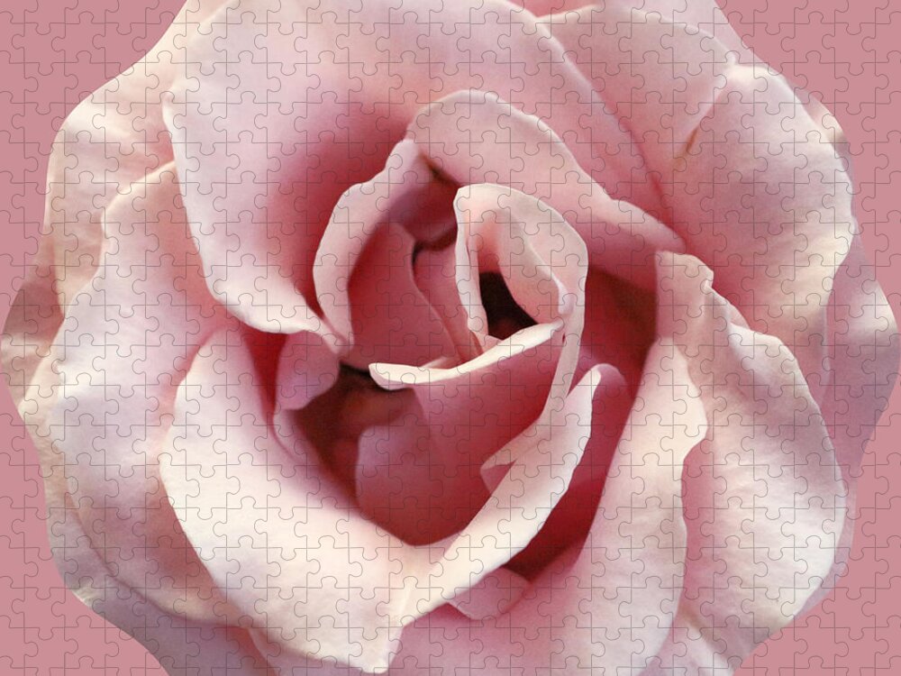 Rose Jigsaw Puzzle featuring the photograph Pink on Pink by Diann Fisher