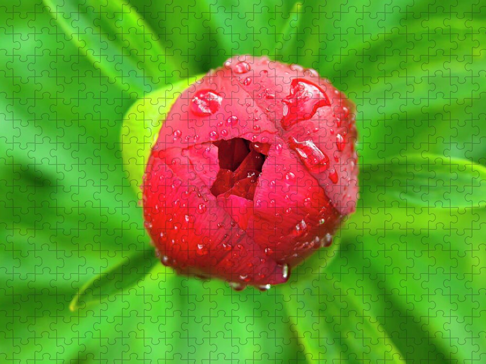 Peony Jigsaw Puzzle featuring the photograph Pink peony bud by Anna Kluba