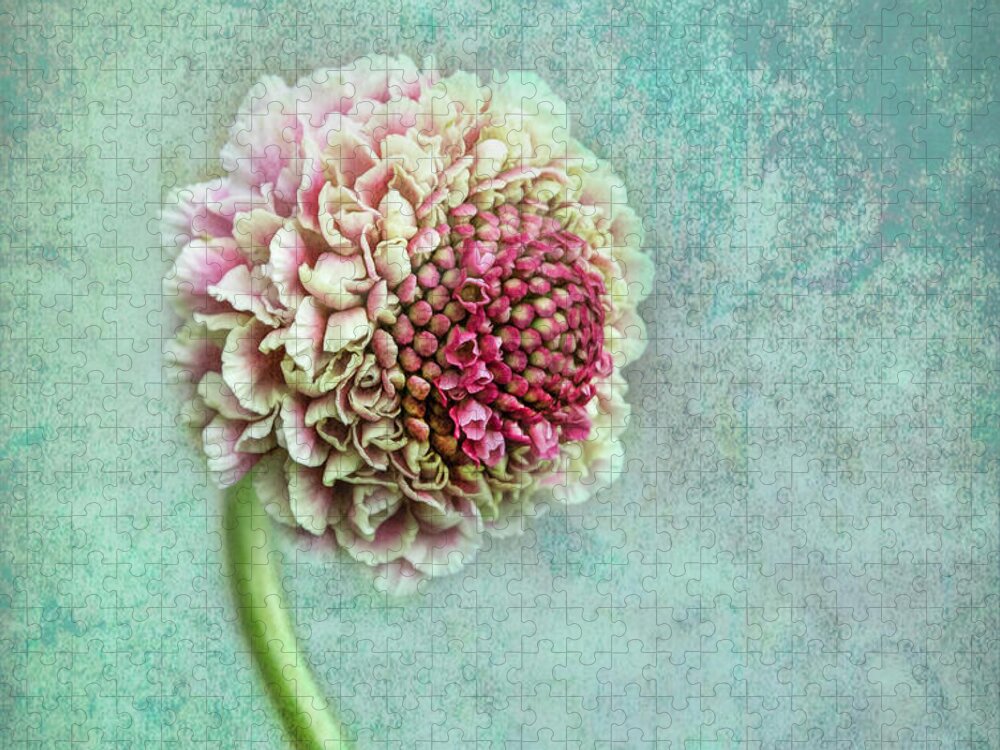 Flowers Jigsaw Puzzle featuring the photograph Pink Pincushion by Shara Abel
