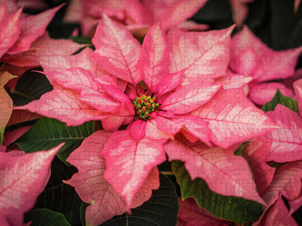 Poinsettia Jigsaw Puzzle featuring the photograph Pink Poinsettia Closeup by Ann Moore
