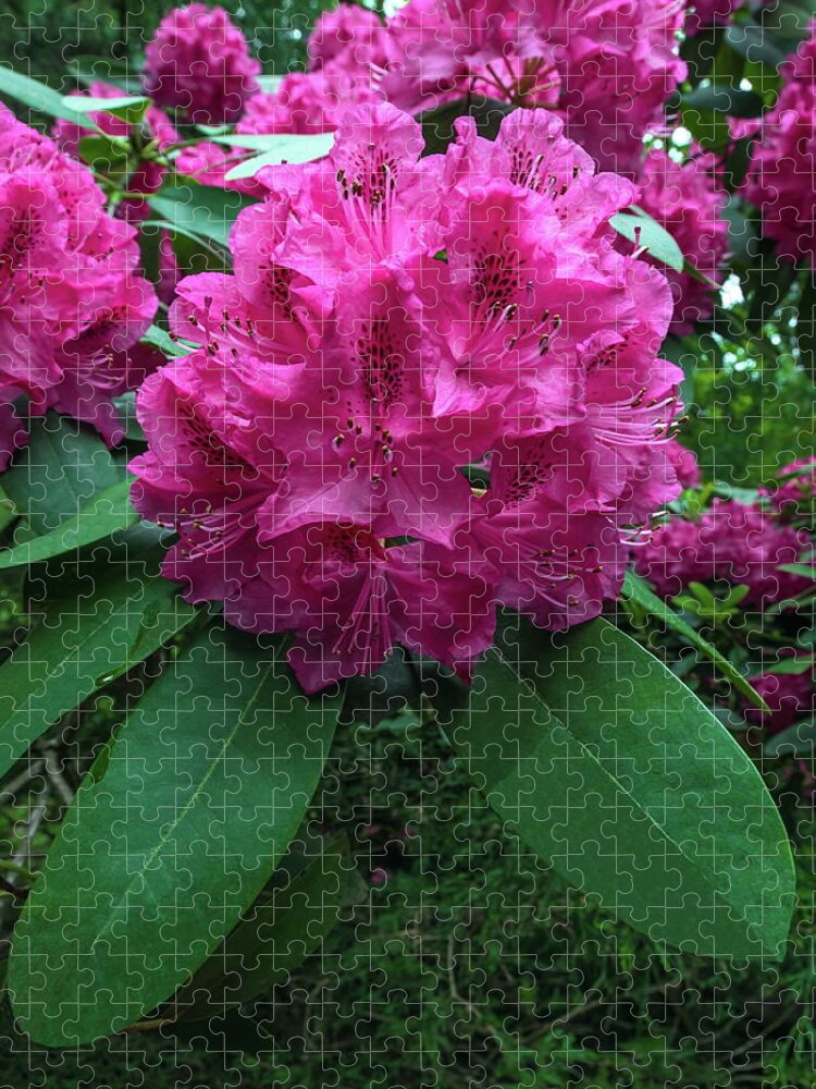 Alex Lyubar Jigsaw Puzzle featuring the photograph Pink Rhododendron Dopey by Alex Lyubar