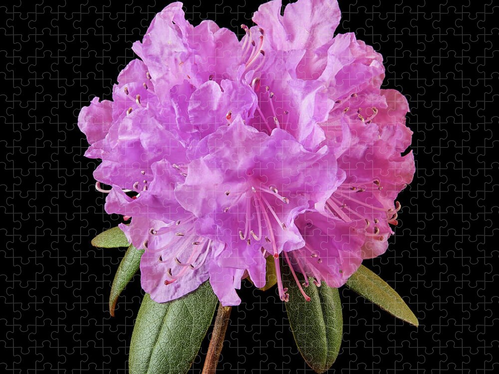 Rhododenron Jigsaw Puzzle featuring the photograph Pink Rhododendron by Jim Hughes