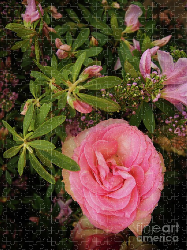 Pink Rose X230330-154 Jigsaw Puzzle featuring the photograph Pink Rose x230330-154 by Dorothy Lee