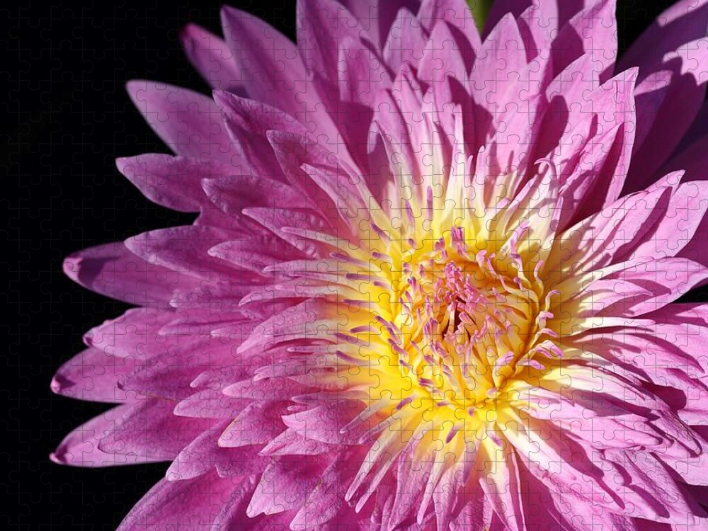 Water Lily Jigsaw Puzzle featuring the photograph Pink Splendor by Mingming Jiang