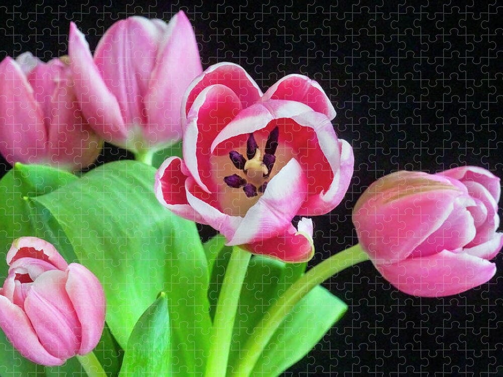 Tulips Jigsaw Puzzle featuring the photograph Pink Tulips Pink Impression X105 by Rich Franco