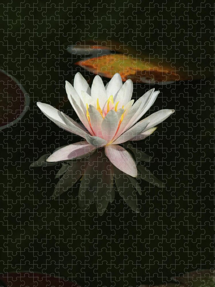 Flowers Jigsaw Puzzle featuring the photograph Pink Water LIly by Trina Ansel