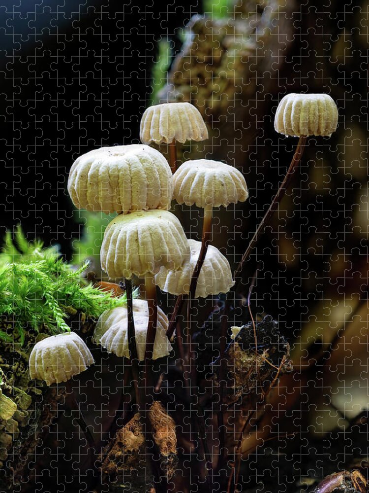Marasmius Rotula Jigsaw Puzzle featuring the photograph Pinwheel Mushroom by Weston Westmoreland