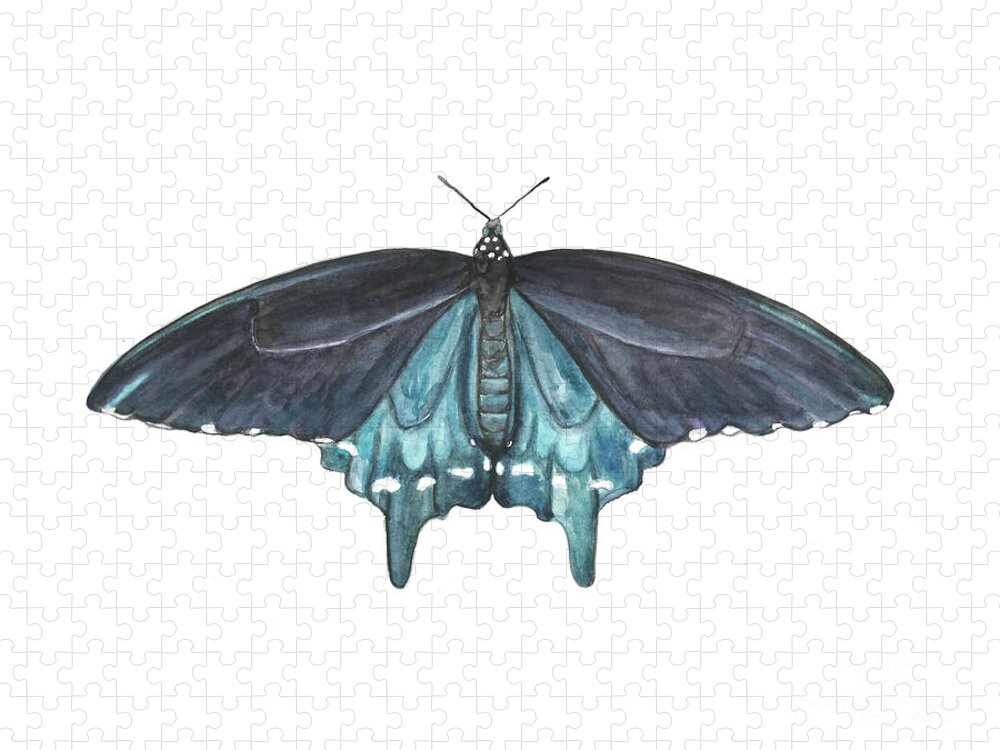 Butterfly Butterflies Florida American Pipevine Swallowtail Blue Navy Transformation Watercolor Jigsaw Puzzle featuring the painting Pipevine Swallowtail Butterfly by Pamela Schwartz